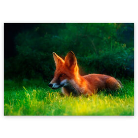Поздравительная открытка с принтом Рыжая лиса в Белгороде, 100% бумага | плотность бумаги 280 г/м2, матовая, на обратной стороне линовка и место для марки
 | Тематика изображения на принте: fox | foxy | животное | звери | лиса | лисенок | лисичка | милая | рыжая | фокс
