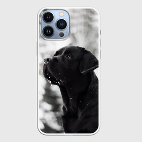 Чехол для iPhone 13 Pro Max с принтом Лабрадор Марк в Белгороде,  |  | dog | winter | животные | зима | лабрадор | лабрадор ретривер | снег | собака