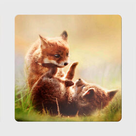 Магнит виниловый Квадрат с принтом Лисята играют в Белгороде, полимерный материал с магнитным слоем | размер 9*9 см, закругленные углы | Тематика изображения на принте: fox | foxy | животное | звери | лиса | лисенок | лисичка | милая | рыжая | фокс