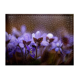 Обложка для студенческого билета с принтом хрупкий цветок фиалка в Белгороде, натуральная кожа | Размер: 11*8 см; Печать на всей внешней стороне | Тематика изображения на принте: flowers | весна | лиловый | макро | нежный | природа | рост | свежесть | сиреневый | фиолетовый | хрупкий | цветик | цветок | цветочек | цветы