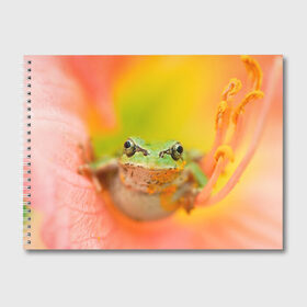Альбом для рисования с принтом лягушка в цветке мило в Белгороде, 100% бумага
 | матовая бумага, плотность 200 мг. | жаба | жабка | земноводное | ква | квакуха | лягушенок | лягушка | макро | мило | природа | пыльца | цветок