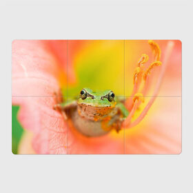 Магнитный плакат 3Х2 с принтом лягушка в цветке мило в Белгороде, Полимерный материал с магнитным слоем | 6 деталей размером 9*9 см | Тематика изображения на принте: жаба | жабка | земноводное | ква | квакуха | лягушенок | лягушка | макро | мило | природа | пыльца | цветок