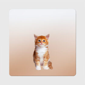 Магнит виниловый Квадрат с принтом бело-рыжий котенок реализм в Белгороде, полимерный материал с магнитным слоем | размер 9*9 см, закругленные углы | Тематика изображения на принте: cat | kitten | бело рыжий | градиент | кот | котейка | котенок | котеночек | котик | котофей | котэ | кошка | малыш | милаш | мяу | нэко | реализм | рыже белый