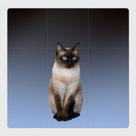 Магнитный плакат 3Х3 с принтом сиамская милая кошечка в Белгороде, Полимерный материал с магнитным слоем | 9 деталей размером 9*9 см | Тематика изображения на принте: cat | kitten | голубые глаза | градиент | кот | котейка | котик | кошечка | кошка | милая | мяу | сиамская | сиамский