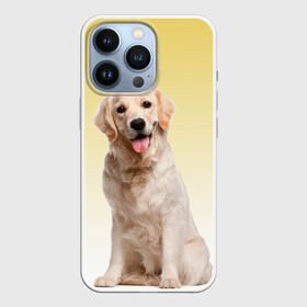Чехол для iPhone 13 Pro с принтом Лабрадор ретривер пес в Белгороде,  |  | Тематика изображения на принте: домашние любимцы | друг | животные | золотистый ретривер | лабрадор | пес | питомец | породистый | собака