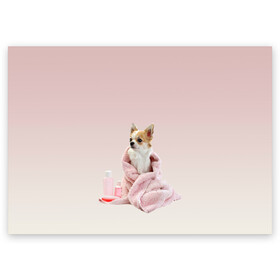 Поздравительная открытка с принтом собачка полотенце процедуры  в Белгороде, 100% бумага | плотность бумаги 280 г/м2, матовая, на обратной стороне линовка и место для марки
 | Тематика изображения на принте: ванна | выходной | градиент | душ | забота и теле | любовь к себе | мини собака | полотенце | процедуры | розовый | собака | собачка | спа | уход | чихуахуа | чихуашка | щенок