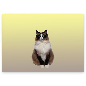 Поздравительная открытка с принтом персидская пушистая кошка в Белгороде, 100% бумага | плотность бумаги 280 г/м2, матовая, на обратной стороне линовка и место для марки
 | Тематика изображения на принте: ветеринар | градиент | домашний питомец | котейка | котик | коты | котэ | кошатник | кошатница | кошачьи | кошки | любитель животных | мяу | нэко | персидская | сиамская | смесь | шаблон