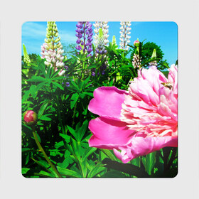 Магнит виниловый Квадрат с принтом Цветы русская природа в Белгороде, полимерный материал с магнитным слоем | размер 9*9 см, закругленные углы | flowers | garden | summer | бутоны | деревья | зелень | лепестки | лето | листья | небо | огород | пионы | природа | природа россии | растения | розовый цветок | русская природа | сад | солнце | цветочки