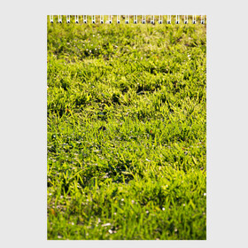 Скетчбук с принтом Трава под солнцем в Белгороде, 100% бумага
 | 48 листов, плотность листов — 100 г/м2, плотность картонной обложки — 250 г/м2. Листы скреплены сверху удобной пружинной спиралью | green day | nature | spring | summer | sun | весна | день | зелень | лес | лето | парк | поле | поляна | природа | природа россии | растения | русская природа | сад | салатовый | солнце | солнышко | сочный | текстура | тр