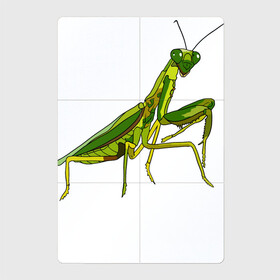 Магнитный плакат 2Х3 с принтом Богомол в Белгороде, Полимерный материал с магнитным слоем | 6 деталей размером 9*9 см | Тематика изображения на принте: animals | insect | mantis | nature | summer | богомол | весна | дикие | животные | жуки | звери | зеленый богомол | клещни | комары | кузнечики | лапки | лето | мухи | насекомое | природа | самка | стрекоза | существа | усики
