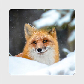 Магнит виниловый Квадрат с принтом Лисичка на сугробе в Белгороде, полимерный материал с магнитным слоем | размер 9*9 см, закругленные углы | fox | foxy | животное | звери | лиса | лисенок | лисичка | милая | рыжая | фокс