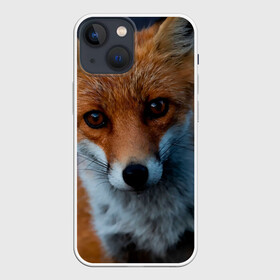 Чехол для iPhone 13 mini с принтом Мудрая лиса в Белгороде,  |  | fox | foxy | животное | звери | лиса | лисенок | лисичка | милая | рыжая | фокс