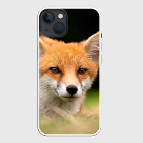 Чехол для iPhone 13 с принтом Мордочка лисицы в Белгороде,  |  | fox | foxy | животное | звери | лиса | лисенок | лисичка | милая | рыжая | фокс