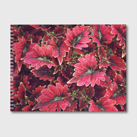 Альбом для рисования с принтом Красные листья в Белгороде, 100% бумага
 | матовая бумага, плотность 200 мг. | алый | красные листья | листопад | листья | осень | пурпурный | растение | текстуры | узор | экзотически растения