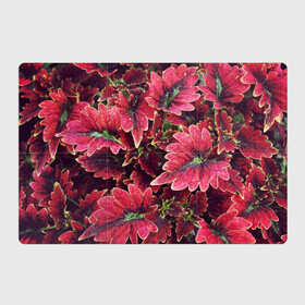 Магнитный плакат 3Х2 с принтом Красные листья в Белгороде, Полимерный материал с магнитным слоем | 6 деталей размером 9*9 см | алый | красные листья | листопад | листья | осень | пурпурный | растение | текстуры | узор | экзотически растения