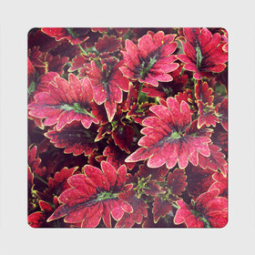 Магнит виниловый Квадрат с принтом Красные листья в Белгороде, полимерный материал с магнитным слоем | размер 9*9 см, закругленные углы | алый | красные листья | листопад | листья | осень | пурпурный | растение | текстуры | узор | экзотически растения