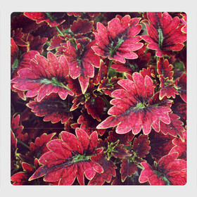 Магнитный плакат 3Х3 с принтом Красные листья в Белгороде, Полимерный материал с магнитным слоем | 9 деталей размером 9*9 см | алый | красные листья | листопад | листья | осень | пурпурный | растение | текстуры | узор | экзотически растения