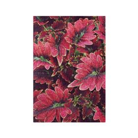 Обложка для паспорта матовая кожа с принтом Красные листья в Белгороде, натуральная матовая кожа | размер 19,3 х 13,7 см; прозрачные пластиковые крепления | алый | красные листья | листопад | листья | осень | пурпурный | растение | текстуры | узор | экзотически растения