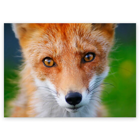 Поздравительная открытка с принтом Крупно мордочка лисы в Белгороде, 100% бумага | плотность бумаги 280 г/м2, матовая, на обратной стороне линовка и место для марки
 | Тематика изображения на принте: fox | foxy | животное | звери | лиса | лисенок | лисичка | милая | рыжая | фокс