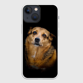 Чехол для iPhone 13 mini с принтом ГРУСТНЫЕ ГЛАЗКИ в Белгороде,  |  | Тематика изображения на принте: animal | black | dog | photo | глаза | грусть | домашние | животные | звери | пес | пушистый | собакен | собаки | черный