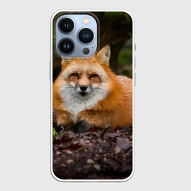 Чехол для iPhone 13 Pro с принтом Взрослый строгий лис в Белгороде,  |  | fox | foxy | животное | звери | лиса | лисенок | лисичка | милая | рыжая | фокс