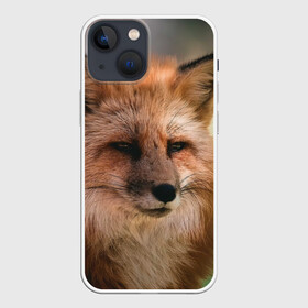 Чехол для iPhone 13 mini с принтом Строгая лисица в Белгороде,  |  | fox | foxy | животное | звери | лиса | лисенок | лисичка | милая | рыжая | фокс