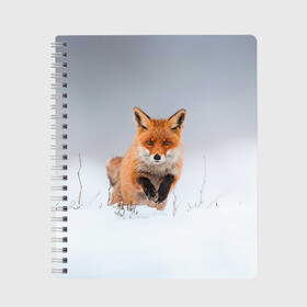 Тетрадь с принтом Лисица прыгает по снегу в Белгороде, 100% бумага | 48 листов, плотность листов — 60 г/м2, плотность картонной обложки — 250 г/м2. Листы скреплены сбоку удобной пружинной спиралью. Уголки страниц и обложки скругленные. Цвет линий — светло-серый
 | fox | foxy | животное | звери | лиса | лисенок | лисичка | милая | рыжая | фокс
