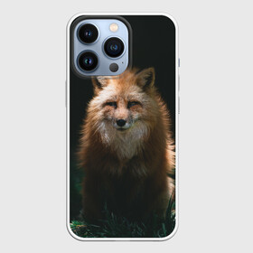 Чехол для iPhone 13 Pro с принтом Хитрый Лис в Белгороде,  |  | animals | beast | forest | fox | nature | orange | predator | red | животные | зверь | лес | лис | лиса | лисица | лисичка | природа | рыжая | рыжий | фыр | хитрый | хищник