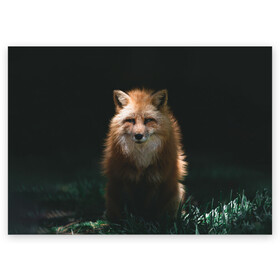 Поздравительная открытка с принтом Хитрый Лис в Белгороде, 100% бумага | плотность бумаги 280 г/м2, матовая, на обратной стороне линовка и место для марки
 | animals | beast | forest | fox | nature | orange | predator | red | животные | зверь | лес | лис | лиса | лисица | лисичка | природа | рыжая | рыжий | фыр | хитрый | хищник
