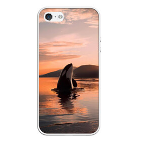 Чехол для iPhone 5/5S матовый с принтом касатки на закате в Белгороде, Силикон | Область печати: задняя сторона чехла, без боковых панелей | ocean | orca | sea | sea animal | дельфин | закат | касатка | кит | море | океан | рисунок кита
