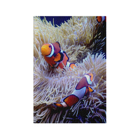 Обложка для паспорта матовая кожа с принтом Клоуны в актинии в Белгороде, натуральная матовая кожа | размер 19,3 х 13,7 см; прозрачные пластиковые крепления | Тематика изображения на принте: актиния | клоуны | коралловые | море | подводный мир | рыбки