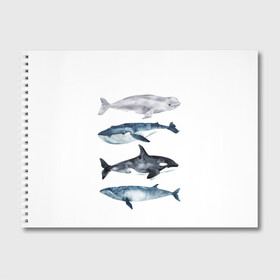 Альбом для рисования с принтом киты в Белгороде, 100% бумага
 | матовая бумага, плотность 200 мг. | ocean | orca | sea | sea animal | whale | белуха | дельфин | касатка | кит | море | океан | рисунок кита | синий кит