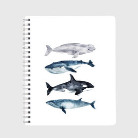 Тетрадь с принтом киты в Белгороде, 100% бумага | 48 листов, плотность листов — 60 г/м2, плотность картонной обложки — 250 г/м2. Листы скреплены сбоку удобной пружинной спиралью. Уголки страниц и обложки скругленные. Цвет линий — светло-серый
 | ocean | orca | sea | sea animal | whale | белуха | дельфин | касатка | кит | море | океан | рисунок кита | синий кит