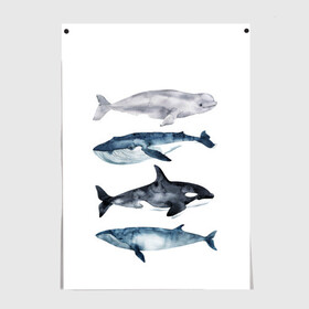 Постер с принтом киты в Белгороде, 100% бумага
 | бумага, плотность 150 мг. Матовая, но за счет высокого коэффициента гладкости имеет небольшой блеск и дает на свету блики, но в отличии от глянцевой бумаги не покрыта лаком | ocean | orca | sea | sea animal | whale | белуха | дельфин | касатка | кит | море | океан | рисунок кита | синий кит