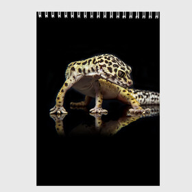 Скетчбук с принтом ЭУБЛЕФАР  EUBLEPHARIS в Белгороде, 100% бумага
 | 48 листов, плотность листов — 100 г/м2, плотность картонной обложки — 250 г/м2. Листы скреплены сверху удобной пружинной спиралью | tegunvteg | геккон | гекон | зублефар | леопардовый геккон | эу | эублефар | ящерица