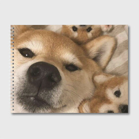 Альбом для рисования с принтом Мем про собак в Белгороде, 100% бумага
 | матовая бумага, плотность 200 мг. | Тематика изображения на принте: белый | игрушки мягкие | мем | милый | прикол | сиба ину | собака