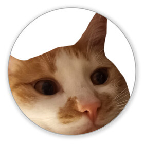 Коврик для мышки круглый с принтом The shusha What? в Белгороде, резина и полиэстер | круглая форма, изображение наносится на всю лицевую часть | cat | shusha | what | кошка | что