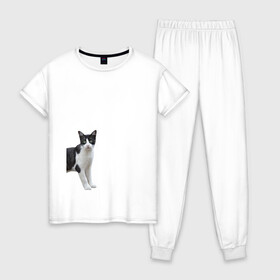 Женская пижама хлопок с принтом смотрящая кошка в Белгороде, 100% хлопок | брюки и футболка прямого кроя, без карманов, на брюках мягкая резинка на поясе и по низу штанин | голова | домашнее животное | животное | зверь | кот | котёнок | кошка