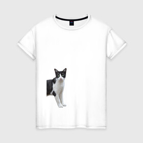 Женская футболка хлопок с принтом смотрящая кошка в Белгороде, 100% хлопок | прямой крой, круглый вырез горловины, длина до линии бедер, слегка спущенное плечо | голова | домашнее животное | животное | зверь | кот | котёнок | кошка