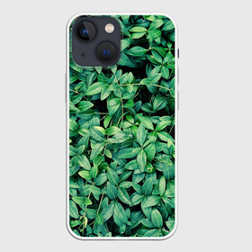 Чехол для iPhone 13 mini с принтом Барвинок в Белгороде,  |  | art | ветви. | зелень | листья | натуральное | природа | растение