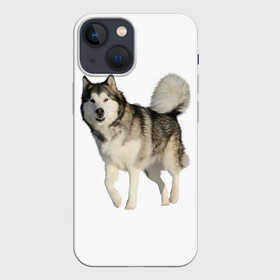 Чехол для iPhone 13 mini с принтом маламут Аляска в Белгороде,  |  | аляска | аляскинский маамут | маламут | маламутик | собака | собаки