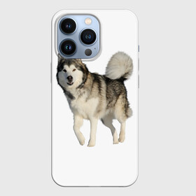 Чехол для iPhone 13 Pro с принтом маламут Аляска в Белгороде,  |  | Тематика изображения на принте: аляска | аляскинский маамут | маламут | маламутик | собака | собаки