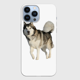 Чехол для iPhone 13 Pro Max с принтом маламут Аляска в Белгороде,  |  | аляска | аляскинский маамут | маламут | маламутик | собака | собаки