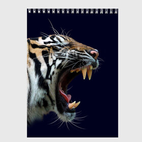 Скетчбук с принтом Оскал тигра | Большая кошка в Белгороде, 100% бумага
 | 48 листов, плотность листов — 100 г/м2, плотность картонной обложки — 250 г/м2. Листы скреплены сверху удобной пружинной спиралью | Тематика изображения на принте: 2022 | big teeth | fangs | grin | tiger | tigr | tigris | большая кошка | большие зубы | клыки | новый год | оскалиться | острые клыки | полосатая кошка | скалить | скалить зубы | тигр