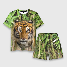 Мужской костюм с шортами 3D с принтом Матёрый тигр в зарослях бамбука в Белгороде,  |  | eyes | jungle | moustache | muzzle | nose | skin | tiger | глаза | джунгли | нос | тигр | усы